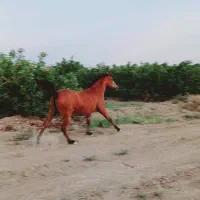 فروشی