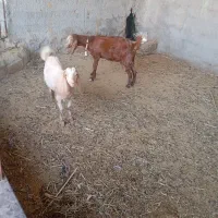 یک عدد بز توشتیر