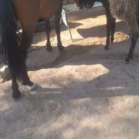 مادیان ۴ سال با خر ب رمه