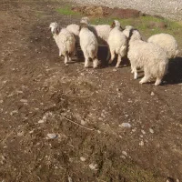 بره|حیوانات مزرعه|آبدانان, |دیوار