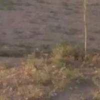 زمین کشاورزی