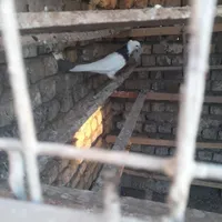 طوقی