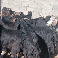 ۹۰ راس بز داشتی درجه یک|حیوانات مزرعه|آبدانان, |دیوار