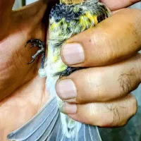 جوجه سهره گلبسر نر زعفرانی