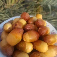 فروش تعدادی پاجوش نخل|گل و گیاه طبیعی|کاکی, |دیوار
