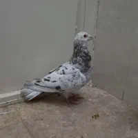 کفتر سرخ دم سفید نر و هفرنگ ماده|پرنده|سبزوار, گلشن|دیوار