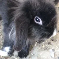 خرگوش لپ بالغ