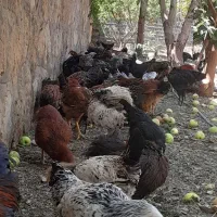 مرغ وخروس محلی ،رسمی