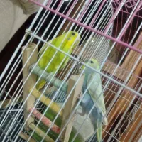 مرغ عشق جفت آماده تخم گذاری