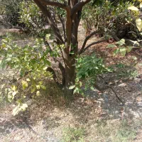 خرید و برش مرکبات|خدمات باغبانی و درختکاری|منوجان, |دیوار