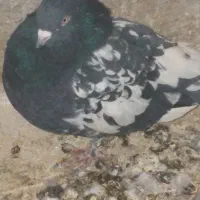 کبوتربازیکن گرفتنی