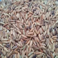 شلتوک بذری درجه یک