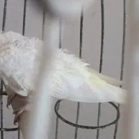 سه عدد عروس هلندی بالغ مولد قیمت همه باهم 1تومان|پرنده|تولم شهر, |دیوار