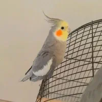 جفت عروس هلندی دستی|پرنده|پاکدشت, کبودگنبد|دیوار