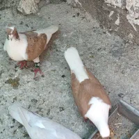 کبوتر پشت زرد کلکسیونی