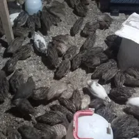 بلدرچین گوشتی و زنده|پرنده|حویق, |دیوار