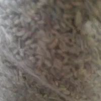 رازیانه
