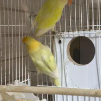 دو جفت کوتوله مولد روی تخم ماده گرینچیک دستی بالغ|پرنده|تربتحیدریه, پیشکوه|دیوار