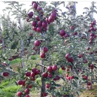 نهال سیب پربار ۳ ساله، انتخاب حرفه ای باغدران