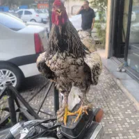 خروس برهما اصل