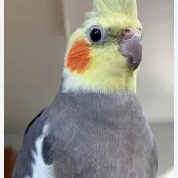 جفت عروس هلندی