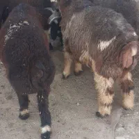 بره نر
