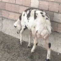 5عدد شیشک قوچ خورده اصل جنس بروجرد|حیوانات مزرعه|سیمین شهر, |دیوار