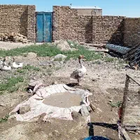 غاز نر