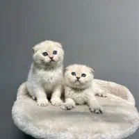 اسکاتیش سیلور/ شهرک غرب/درختی