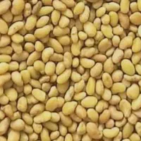 بذر یونجه محلی بمی اصلاح سس گیری شده