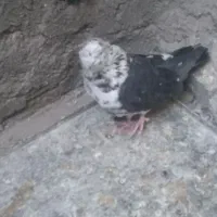 نر سوسکی نوک ریز کله پفکی|پرنده|بیستون, |دیوار