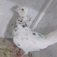 کبوتر یا کفتر|پرنده|قم, آذر (نکویی)|دیوار