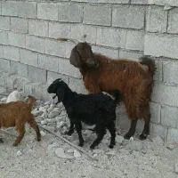 بزابستن با دوکهره ماده|حیوانات مزرعه|برازجان, |دیوار