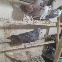 سرور نوک قنار|پرنده|تهران, خانی آباد نو شمالی|دیوار