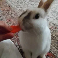 خرگوش