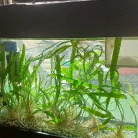 ماهی کالر ویدو