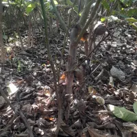 تولیدفروش نهال|عمدهفروشی|میاندوآب, |دیوار