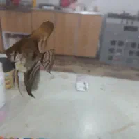 اکواریوم با لوازم