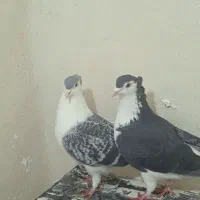 یک جفت کفتر جفتگاه عتیغه