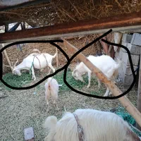 بز سانن