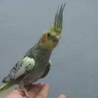 عروس هلندی مرواریدی