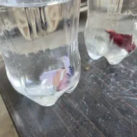 ماهی فایتر مینیاتوری رنگ خاص و پچه فلاور کینگ سایز|ماهی|قم, پردیسان|دیوار