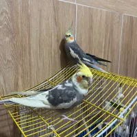 دو عدد عروس هلندی
