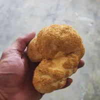 قارچ یال شیر خشک