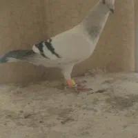 پلاکی نژادار رنگ استثنایی