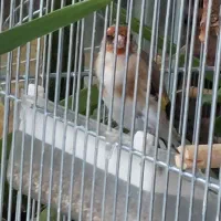 ماده سهره ۱ساله مست