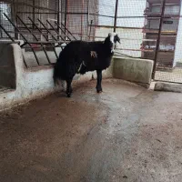 ۱ عدد قوچ بره عتیقه و زیرخاکی|حیوانات مزرعه|سیمین شهر, |دیوار