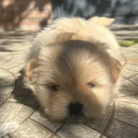 پودل کراس عروسکی