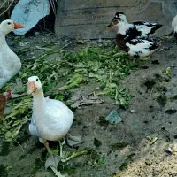 اردک وغاز نروماده محلی