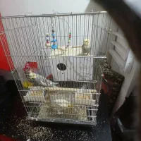 ۳عدد عروس هلندی